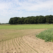 Grüne Felder erstrecken sich rund um den Hof