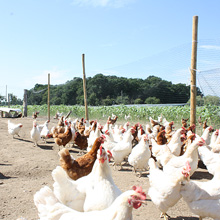 Die Freilandhaltung bietet viel Raum für unsere Hühner