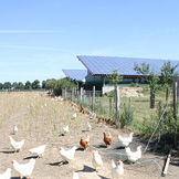 Glückliche Hühner auf dem Feldmannshof Lux