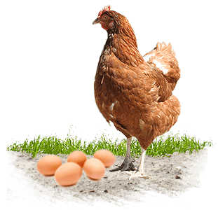 Huhn mit Eiergelege auf dem Feldmannshof Lux